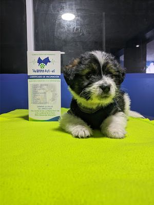 Veterinaria Healthy Pet-ec