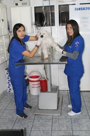 Veterinaria Salud Animal