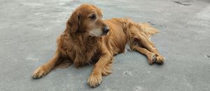 Veterinaria Animal World