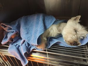 veterinaria todo para mascotas