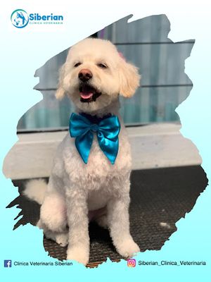 Clínica Veterinaria Siberian