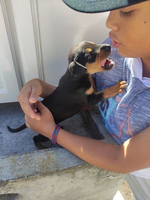 Veterinaria Villaflora