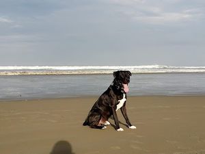 Clínica Veterinaria Somalí