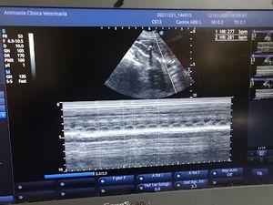 Animania veterinaria