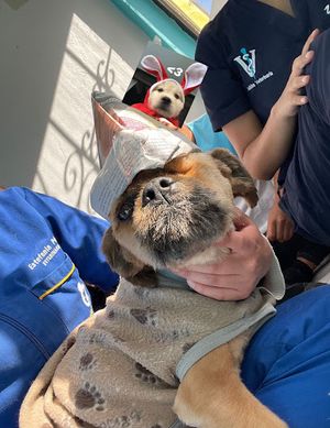 Veterinaria Gold Pet