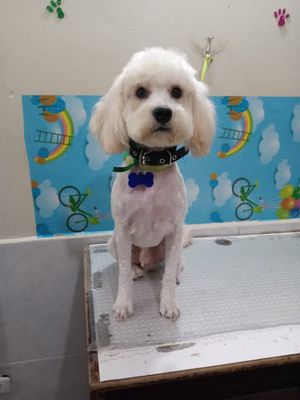 Clínica Veterinaria Mi Pequeña Mascota