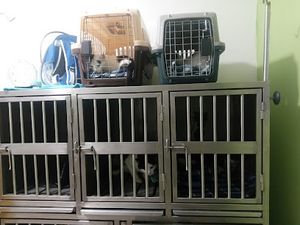 Veterinaria Feli's Vet