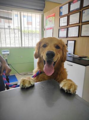 Veterinaria Patagonia Quito