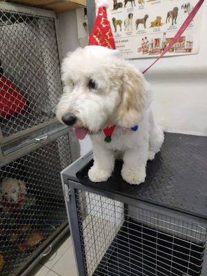 Centro De Atención Veterinaria Y Bienestar Animal