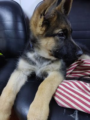 Consultorio Veterinario "PROSESAN"